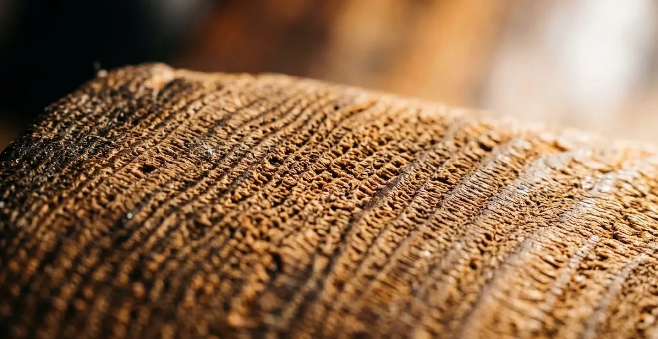 Extreme close-up of wood grain texture showing environmental damage concept